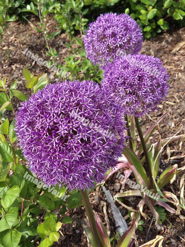 Three purple allium flowers